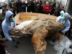 Руски и јапонски научници успеаа да ги “разбудат” ќелиите на мамутот