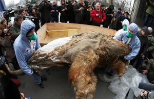 Руски и јапонски научници успеаа да ги “разбудат” ќелиите на мамутот