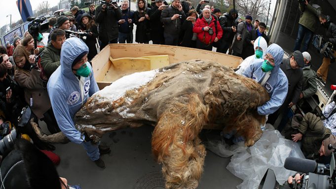 Руски и јапонски научници успеаа да ги “разбудат” ќелиите на мамутот