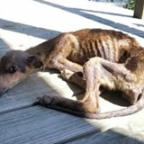 Фотограф пронајде напуштено кутре и низ неверојатна приказна му најде дом покрај своите две кучиња