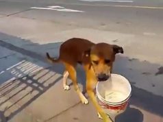 Жедно куче оди по улица со канта и моли за малку вода