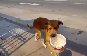 Жедно куче оди по улица со канта и моли за малку вода