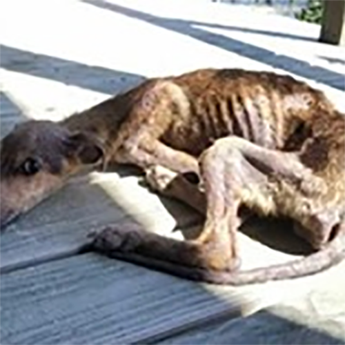 Фотограф пронајде напуштено кутре и низ неверојатна приказна му најде дом покрај своите две кучиња