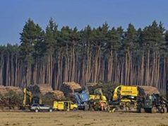 Германски суд: Тесла мора да престане со сечата на дрва во Германија