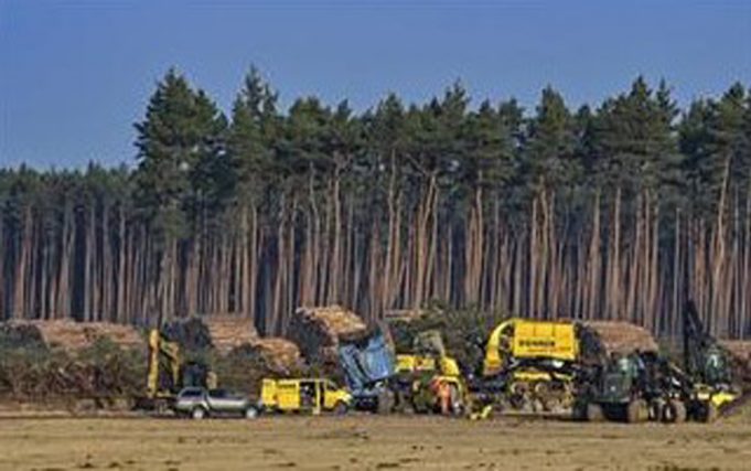 Германски суд: Тесла мора да престане со сечата на дрва во Германија