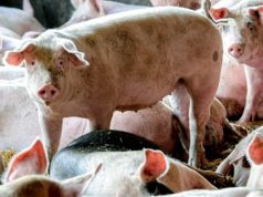 Добри параметри на Руската економија. Русија престанува да увезува свинско
